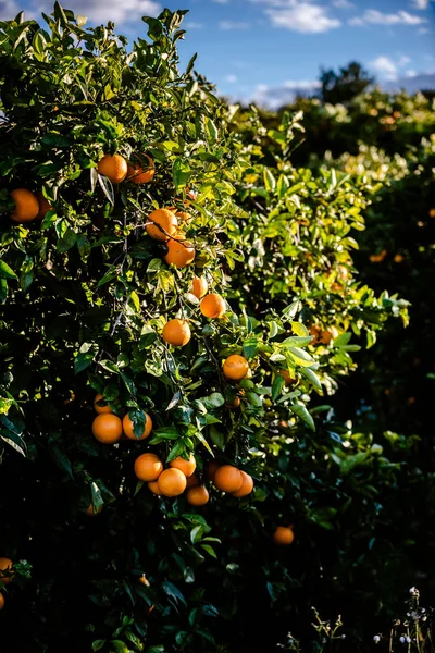 Arance Mature Coltivate Frutteto Mediterraneo Sole Che Crescono Sane Arancio — Foto Stock