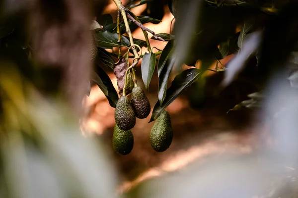 Group Avocado Fruits Tropical Orchard — Stock Photo, Image