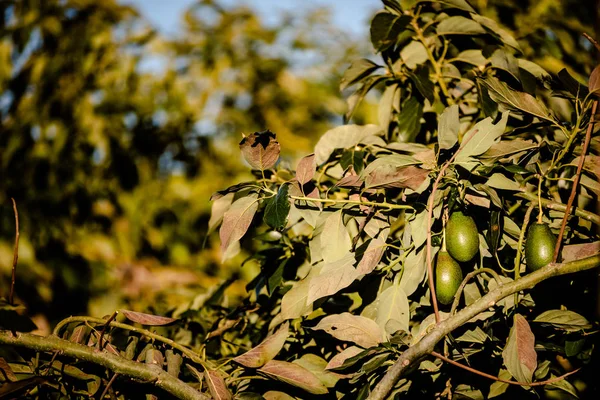 Avocados Cuke Seedless Persea Americana Tree Ripe Ready Harvesting — Stock Photo, Image