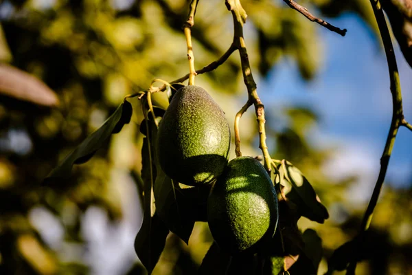 Avocados Cuke Seedless Persea Americana Tree Ripe Ready Harvesting — Stock Photo, Image