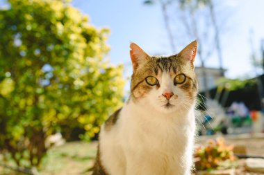 İyi beslenmiş bir beyaz ve kahverengi ortak kedi portresi.
