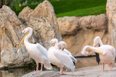 Grup ortak Pelikan, bir göl yakınındaki Pelecanus onocrotalus.