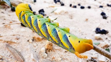 Caterpillar Acherontia atropos, ölümün baş hawkmoth, bir ağacın Akdeniz kıyısında bulundu.
