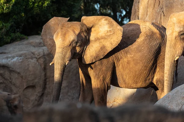 African Savannah Male Elephants Loxodonta Africana Strolling — Stock Photo, Image