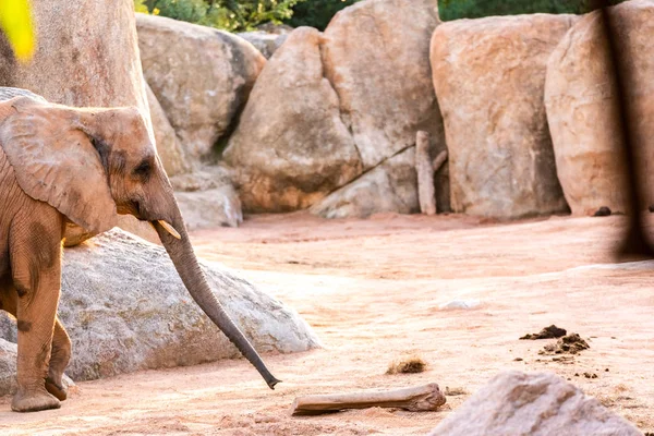 African Elephant Walking Zoo Smiling — Stock Photo, Image