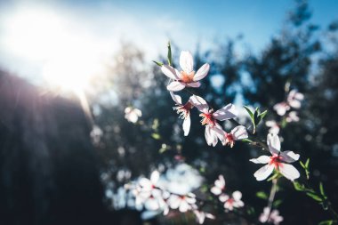 Bahar, yumuşak arka plan görüntüsü kadınsı renk gelmesi ile badem ağaçları çiçek.