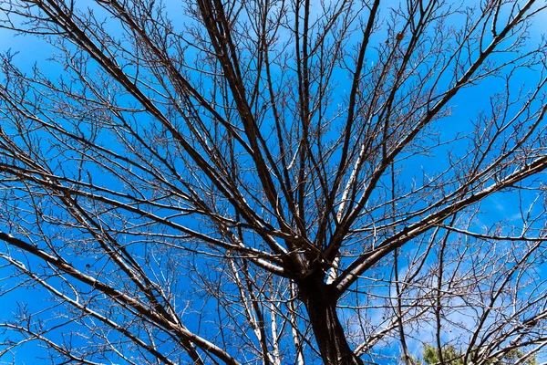 Ξηρά Κλαδιά Δέντρων Από Κάτω Φόντο Μπλε Του Ουρανού — Φωτογραφία Αρχείου