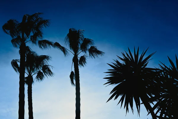 Silueta Palmeras Contra Luz Fondo Con Fondo Azul Cielo Espacio — Foto de Stock