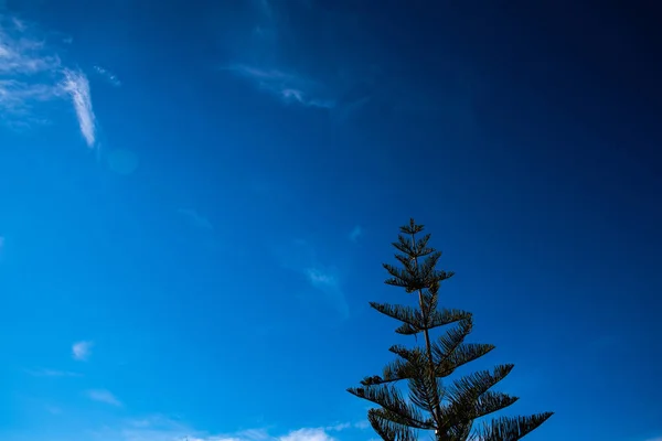 Fundo Azul Intenso Céu Com Abeto Espaço Cópia — Fotografia de Stock