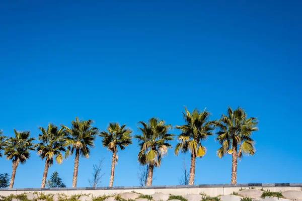 Фон неба с рядами пальм на солнце . — стоковое фото