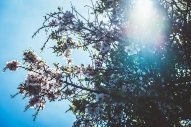 Arka plan ağaç dalı üzerinde pembe badem ağacı çiçekleri.