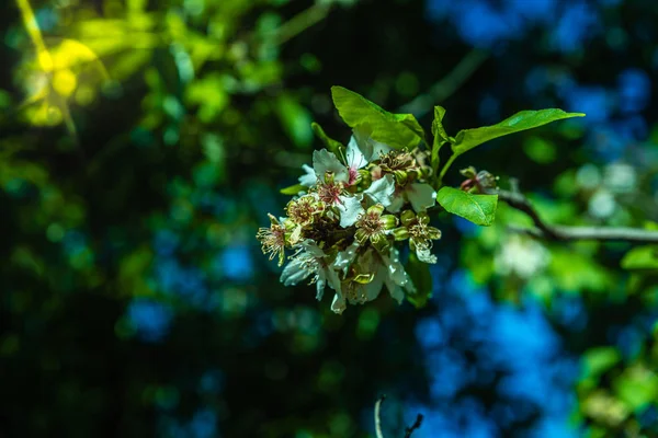 Badem ağacının ayrıntı dalları ile ilk yeşil al çiçekli — Stok fotoğraf