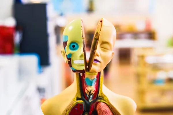 Dummy avec l'intérieur du corps humain en vue, dans une école fo — Photo