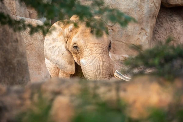 African savannah elephant look, Loxodonta africana, as you walk — Stock Photo, Image