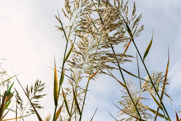 Stonky a semena vodních Reedů viděného ze vlhké půdy proti — Stock fotografie