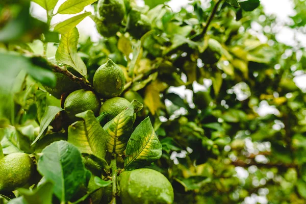 Gröna citroner hängande från citronträd på en regnig dag. — Stockfoto