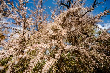 Ağaç tam Bloom ile mavi gökyüzü küçük beyaz çiçekler tam.
