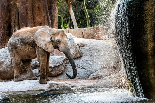 African elephant drinking water from a river. — Stock Photo, Image