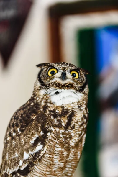 Portrait of a eagle owl, Bubo bubo, bright eyed captive at a fal — Stock Photo, Image