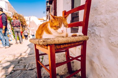 Turuncu tombul kedi bir tra kapısında ahşap bir sandalyede oturan