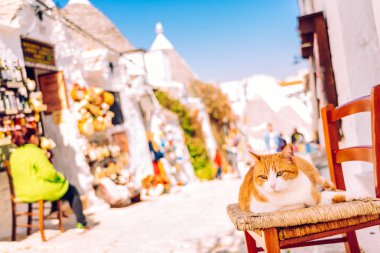 Turuncu tombul kedi bir tra kapısında ahşap bir sandalyede oturan