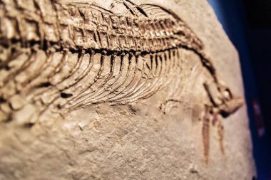 Bir fosil Ichthyosaurus detay.