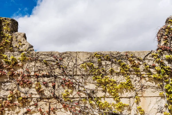 Fake stone wall covered with vegetation vines and blue sky with