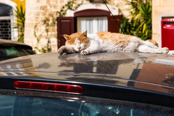 Cat resting on the hot roof of a car.