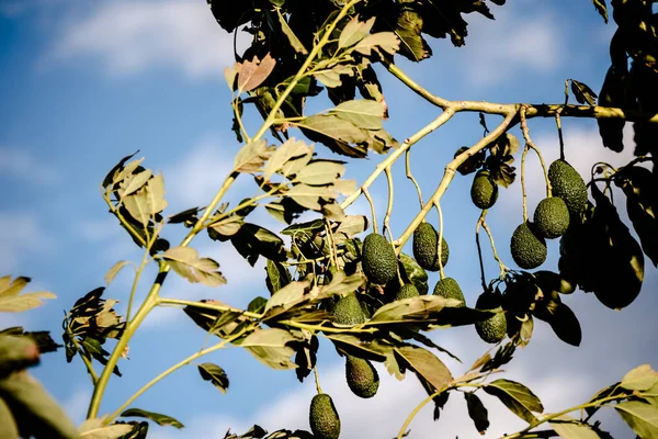 Avocado tree with many fruits hanging from its branches in the s — Stock Photo, Image