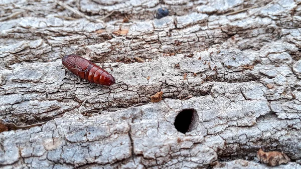 Pupa di una farfalla sul tronco di un albero trovato durante una passeggiata i — Foto Stock