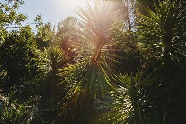 Palmeiras selvagens com sunburst ao meio-dia em uma floresta mediterrânea . — Fotografia de Stock