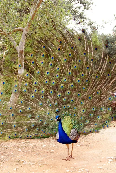 Foto vertical de um pavão colorido com toda a sua cauda desdobrada — Fotografia de Stock