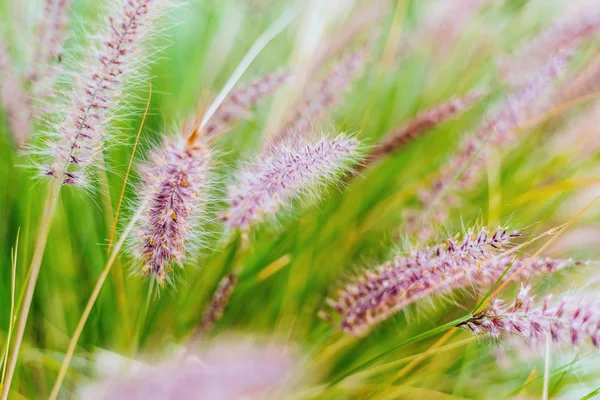 Kleurrijke bloemen in paarse spikes, paarse fontein gras, sluiten- — Stockfoto