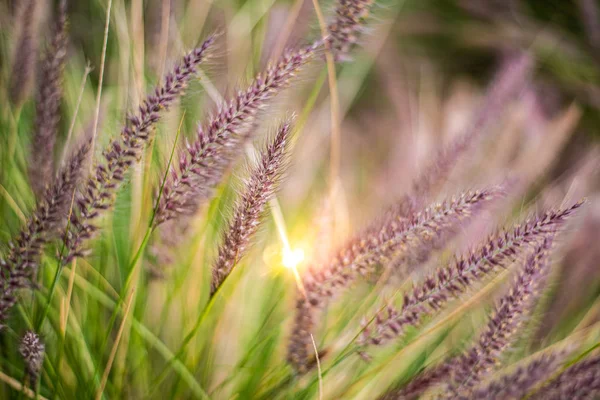 Barevné květy v purpurovém hřebkách, purpurové plnicí trávě, blízko- — Stock fotografie