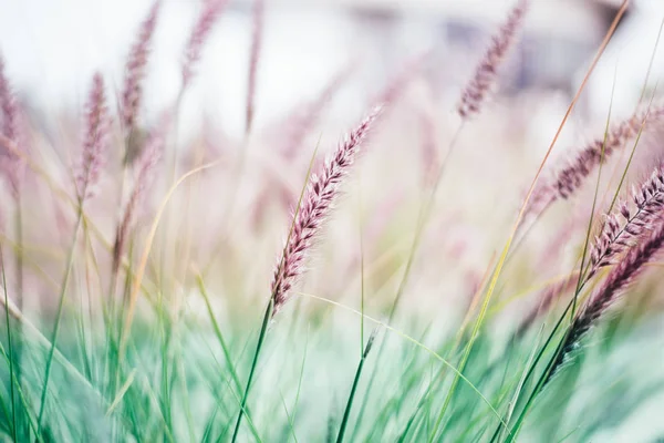 Pembe tonları narin çim Pennisetum advena rubrum tüyleri — Stok fotoğraf