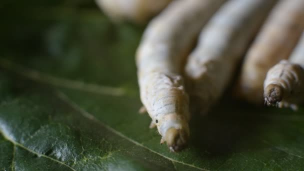 Close Van Het Hoofd Van Een Zijde Worm Bladeren Van — Stockvideo