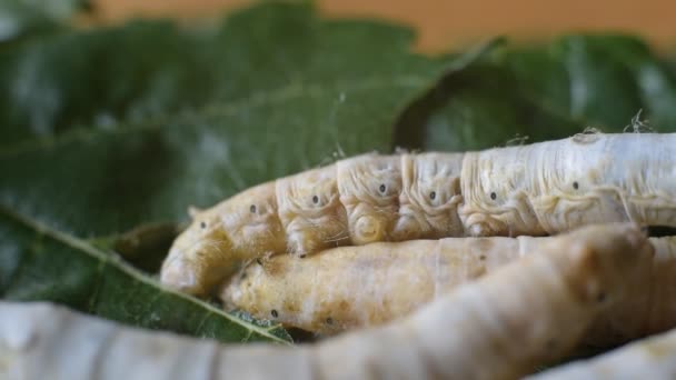 毛毛虫 蚕的粘性腿的运动 同时移动寻找食物 — 图库视频影像
