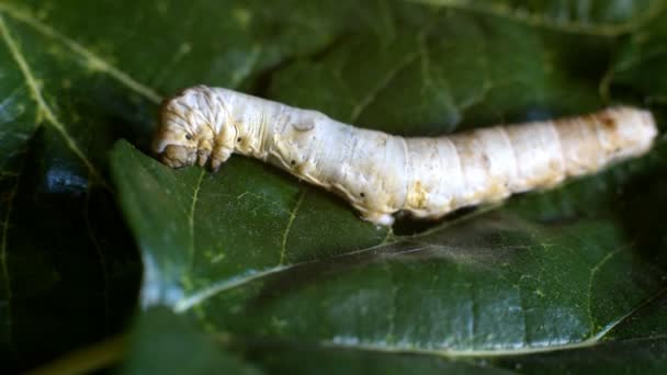 蚕は変態を開始する準備ができて桑の葉を食べることによって肥育されます — ストック動画