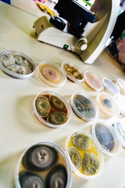 Valencia, İspanya - 25 Mayıs 2019: Petri dağı kaplarında örnekler