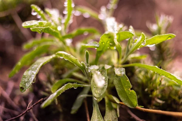 Rozmaryn makro, Rosmarinus officinalis, pokryte kroplami de — Zdjęcie stockowe