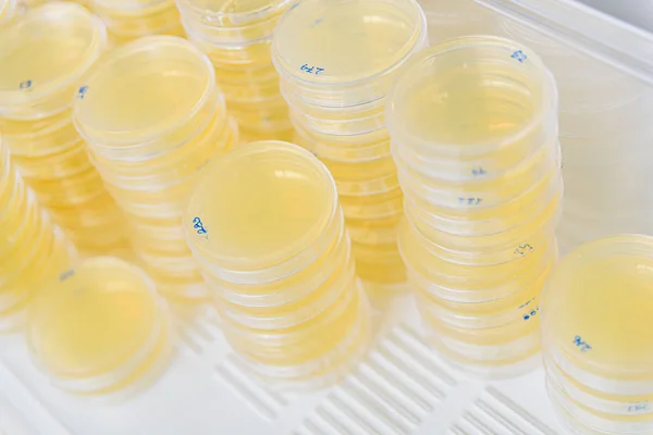 Stack of petri dishes with cultures in agar algae. — Stock Photo, Image