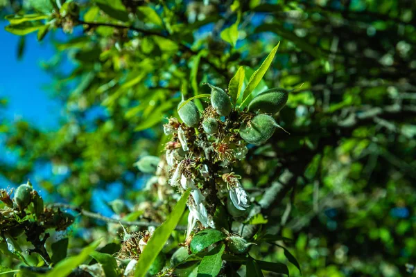 Detail of fruits growing from the almond tree with flowers in sp — Stock Photo, Image