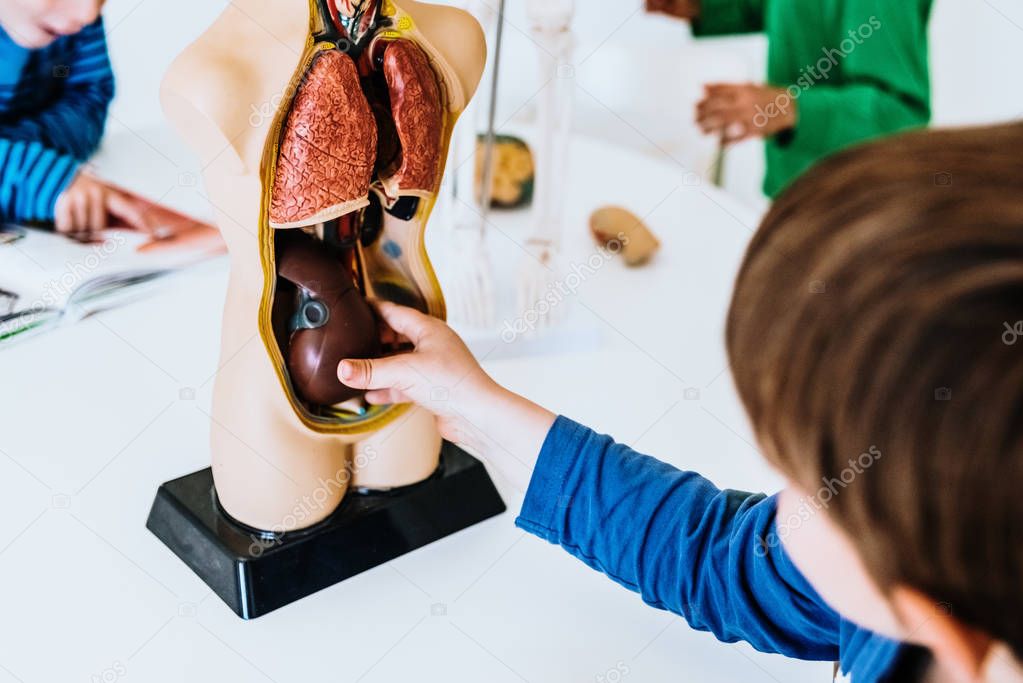 Children in a classroom using an anatomical model of the human b