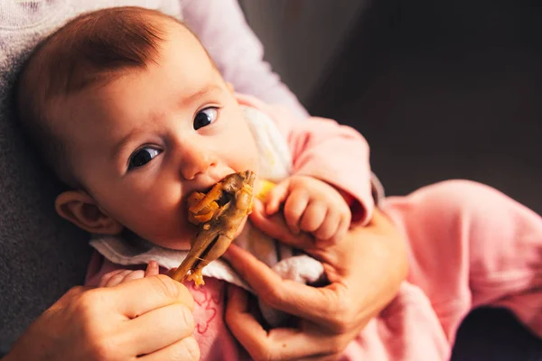 5 month old baby eating a chicken leg using the Baby led weaning — Stock Photo, Image