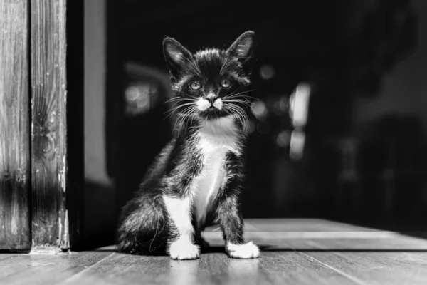 Pequeño gatito, mascota de la casa, sentado en el suelo . — Foto de Stock