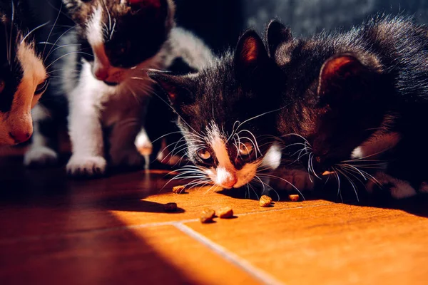 Camada de gatitos comiendo en el suelo al sol con la espalda oscura —  Fotos de Stock
