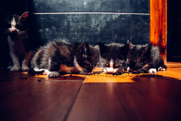Gatitos comiendo en el suelo comida seca especial para gatos —  Fotos de Stock