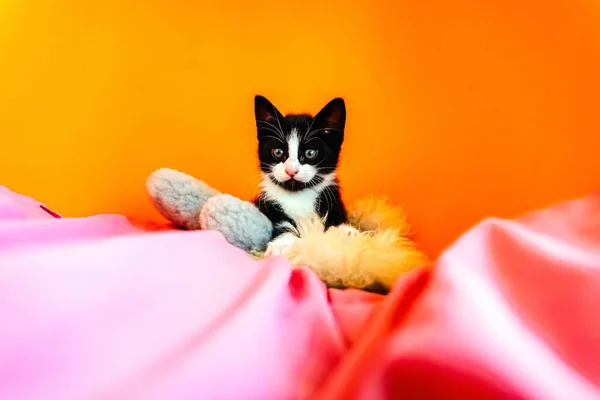 Gatito aislante sobre fondo naranja mirando fijamente a la cámara . —  Fotos de Stock