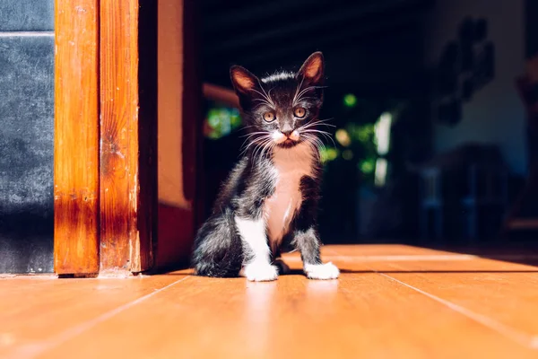 Gatito negro descansando en el sol en el piso de la casa . — Foto de Stock