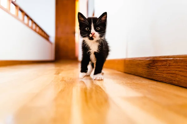 Gatito blanco y negro caminando por un pasillo dentro de casa . —  Fotos de Stock